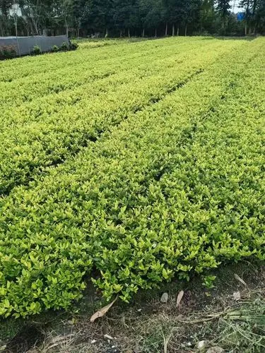 太原山体绿化工程现场